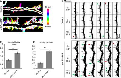 Actin capping protein regulates postsynaptic spine development through CPI-motif interactions